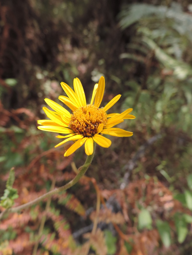 Anisopappus africanus photo 2