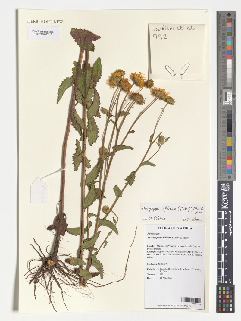 Anisopappus africanus photo 3