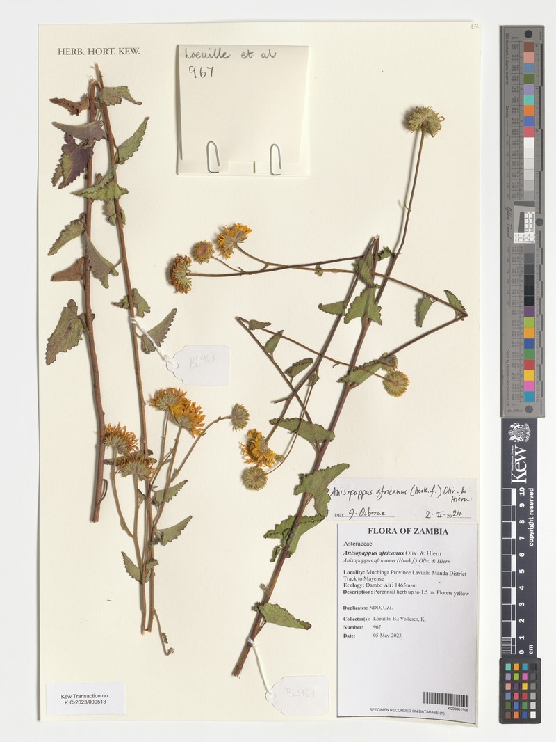 Anisopappus africanus photo 4
