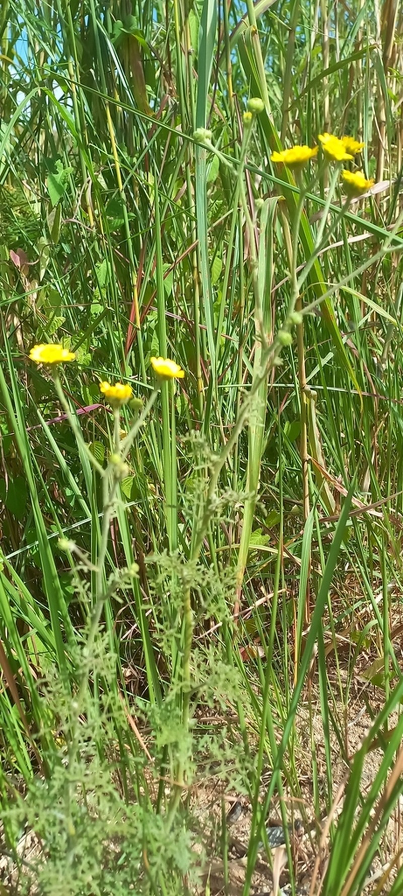 Anisopappus anemonifolius photo 2