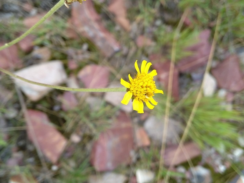 Anisopappus anemonifolius photo 3