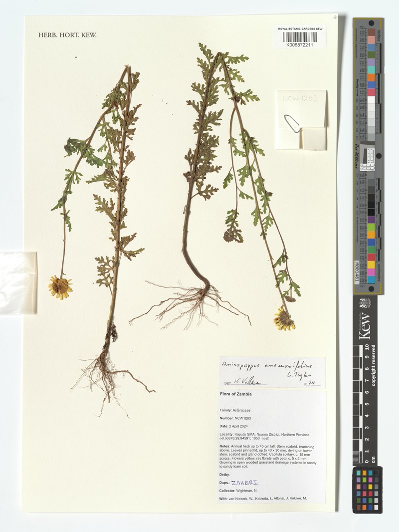 Anisopappus anemonifolius photo 4