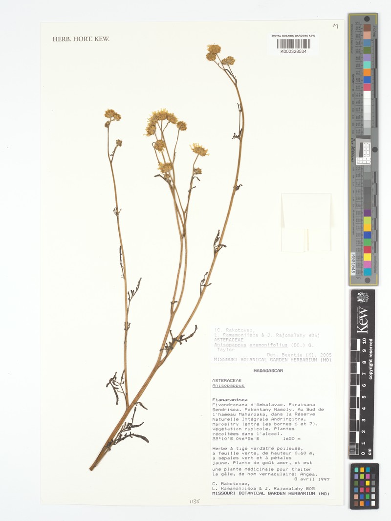 Anisopappus anemonifolius photo 5