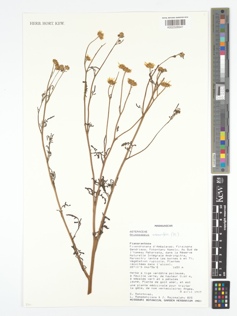 Anisopappus anemonifolius photo 6