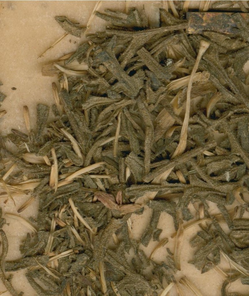 Anisopappus anemonifolius
