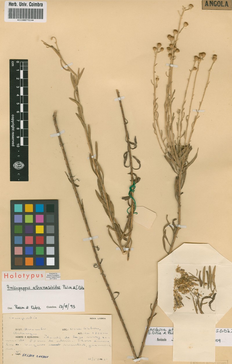 Anisopappus athanasioides