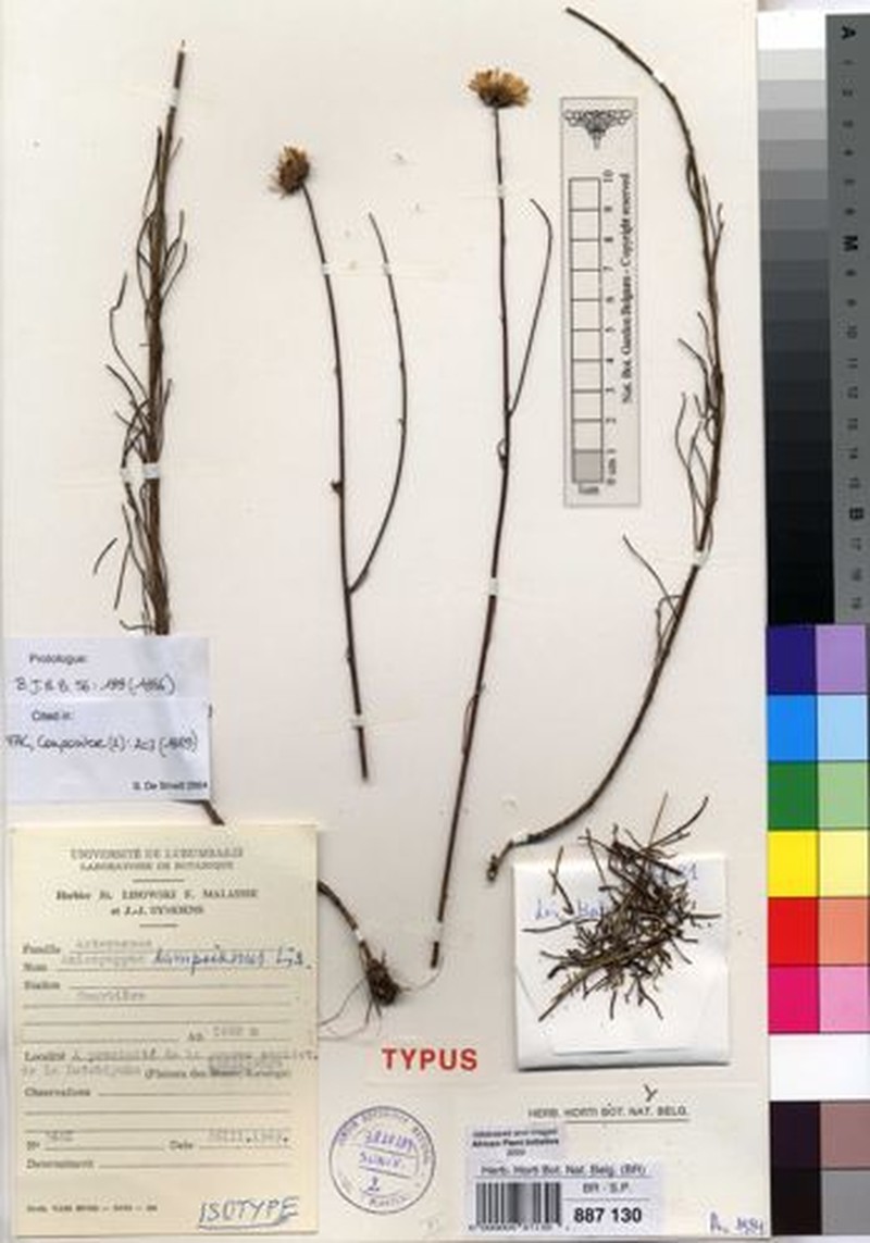 Anisopappus bampsianus