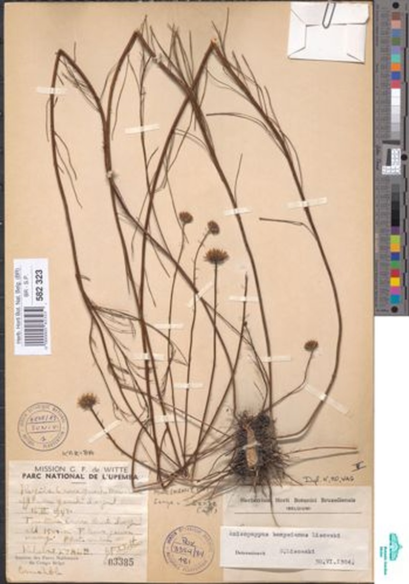 Anisopappus bampsianus photo 2