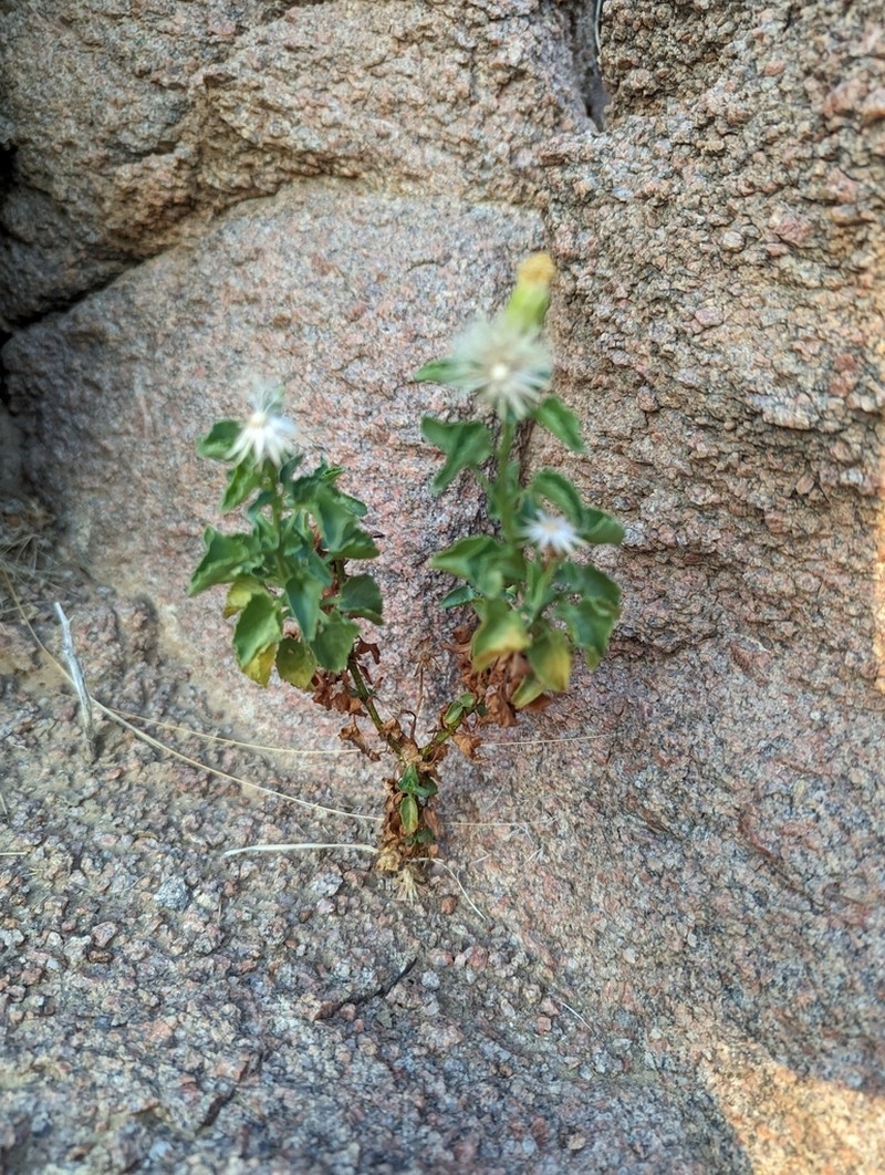 Anisopappus brandbergensis