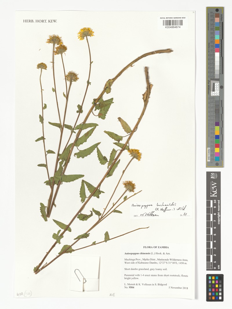 Anisopappus buchwaldii photo 3