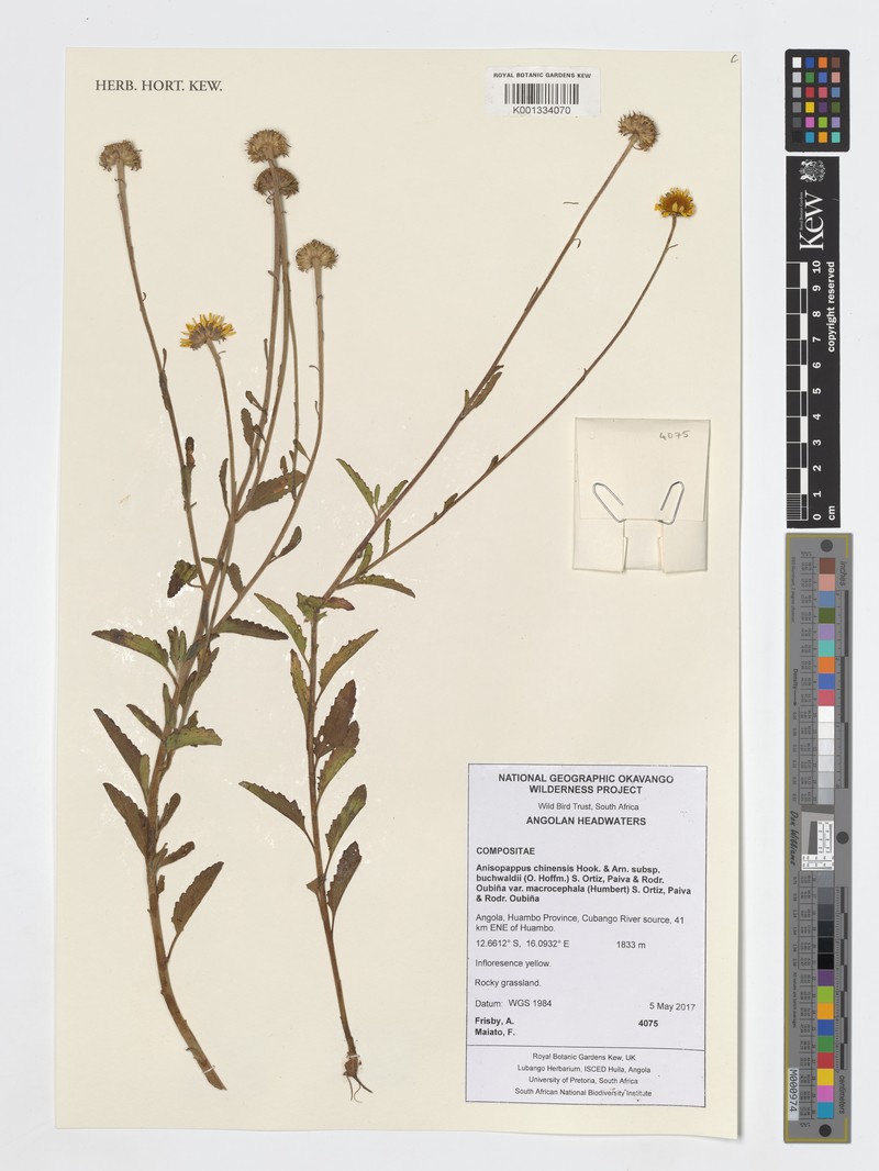 Anisopappus buchwaldii photo 4