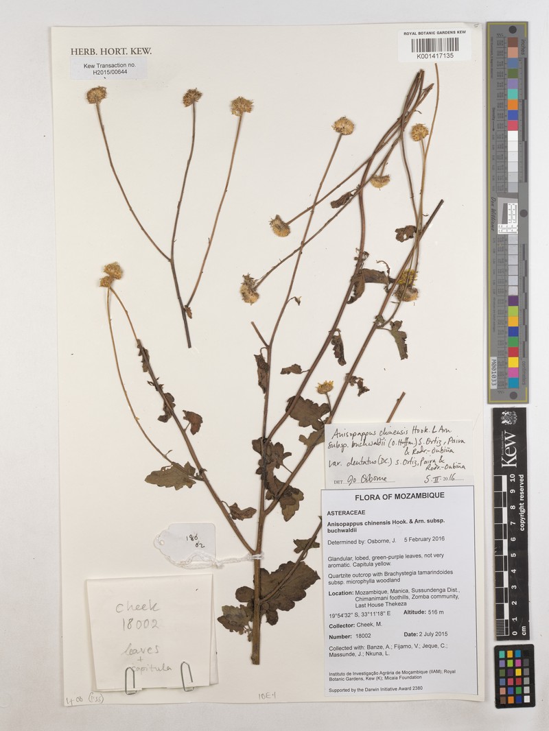Anisopappus buchwaldii photo 5