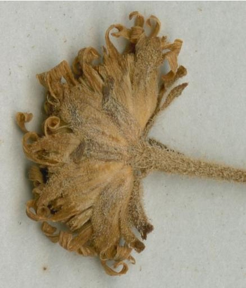 Anisopappus buchwaldii
