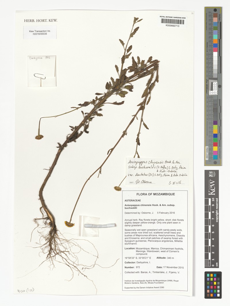 Anisopappus buchwaldii subsp. buchwaldii photo 4