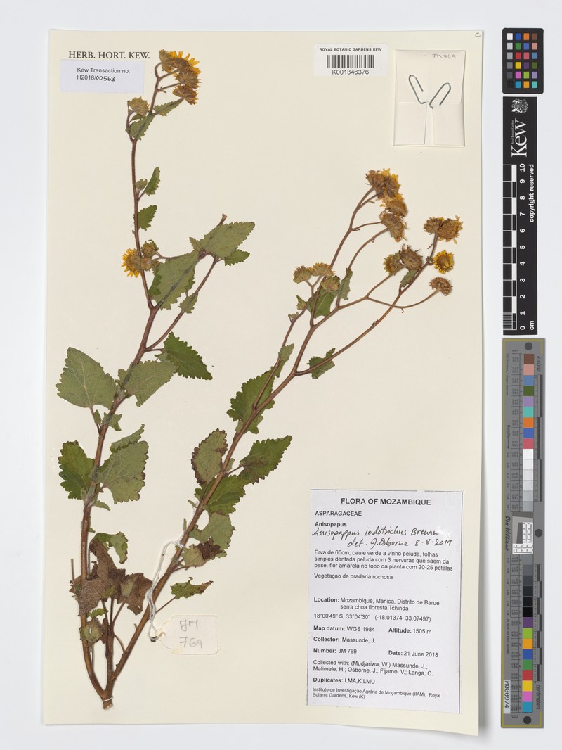 Anisopappus buchwaldii subsp. iodotrichus