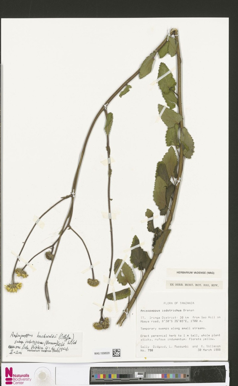 Anisopappus buchwaldii subsp. iodotrichus photo 2
