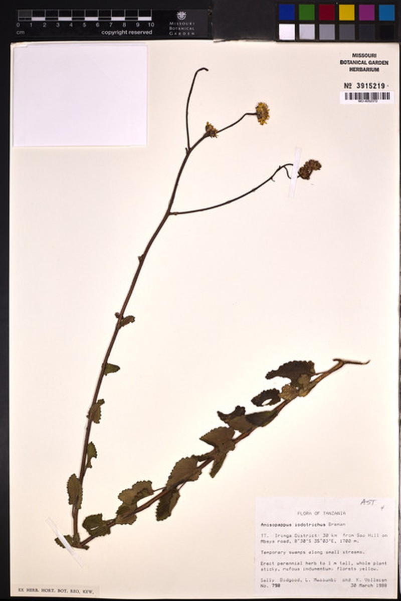 Anisopappus buchwaldii subsp. iodotrichus photo 3