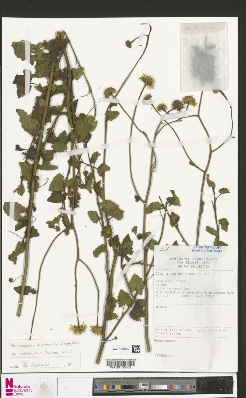 Anisopappus buchwaldii subsp. iodotrichus photo 4