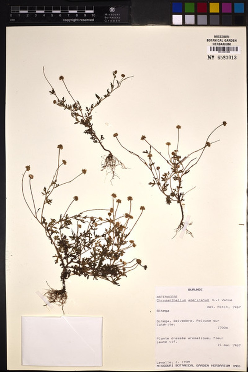 Anisopappus burundiensis photo 2