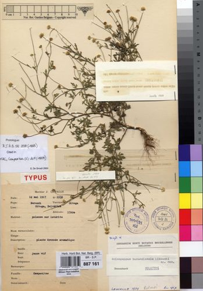Anisopappus burundiensis