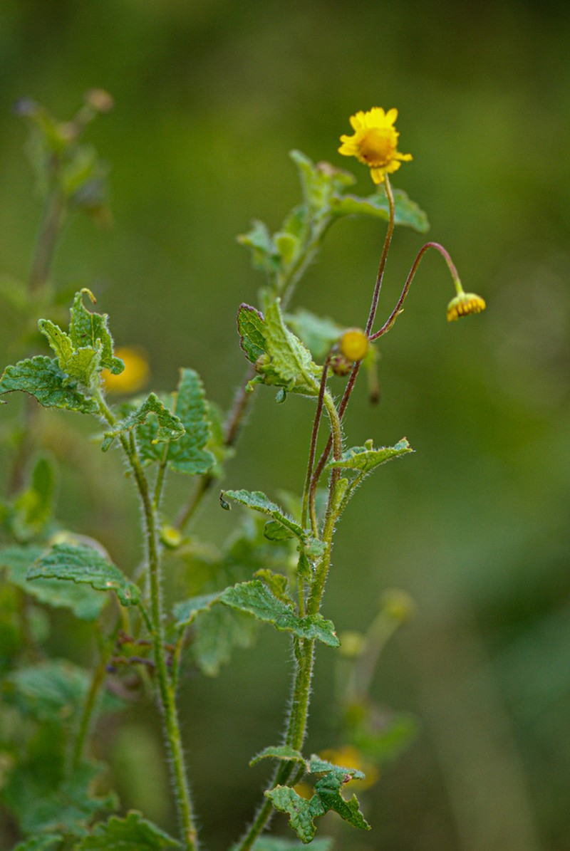 Anisopappus chinensis