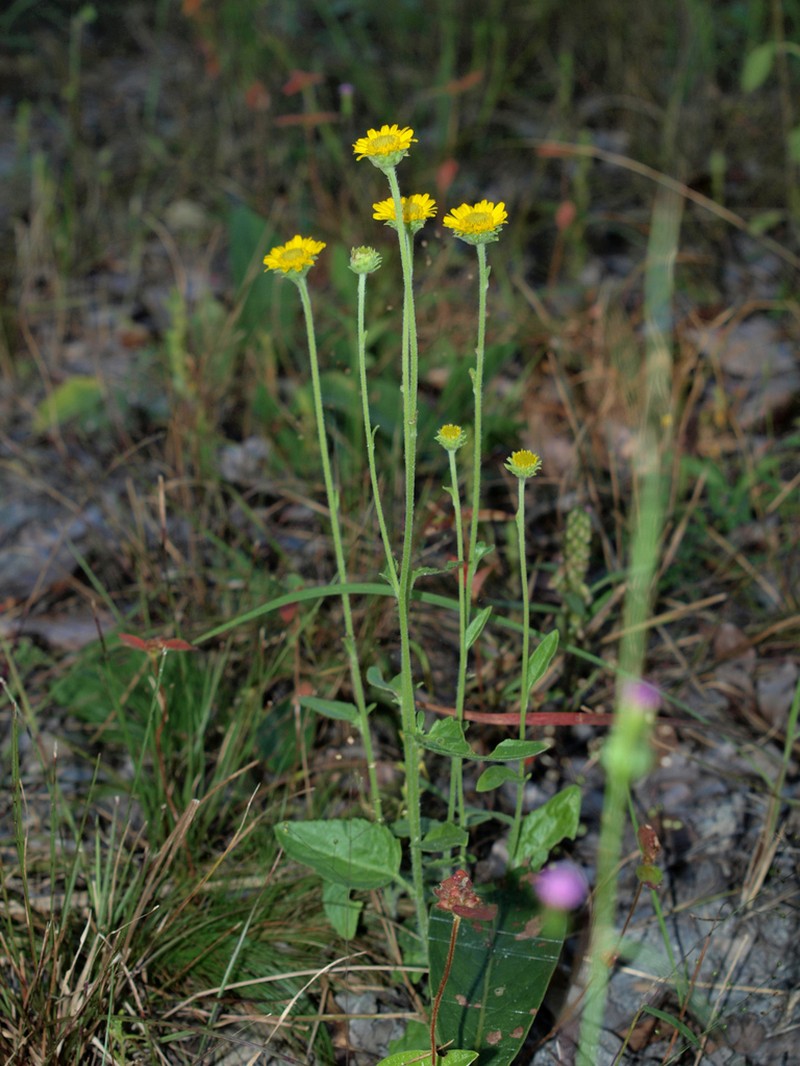 Anisopappus chinensis photo 2