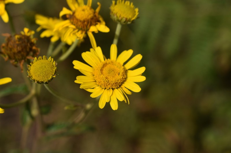 Anisopappus chinensis photo 3