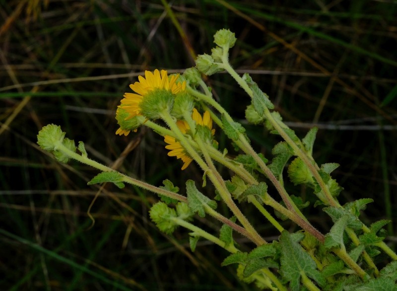 Anisopappus chinensis photo 4