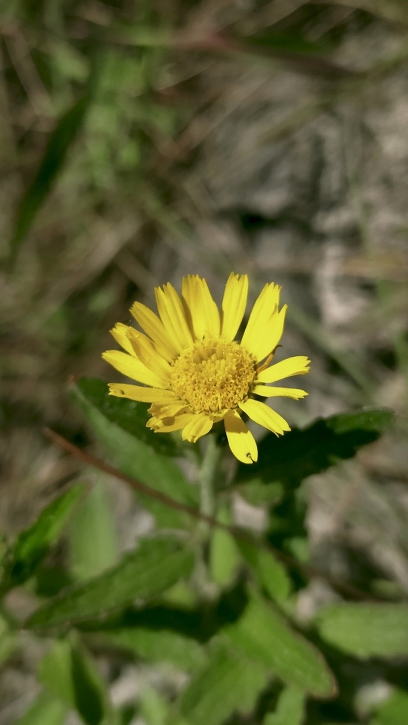 Anisopappus chinensis photo 5