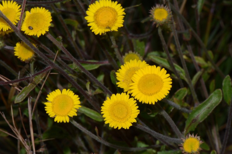 Anisopappus chinensis photo 7