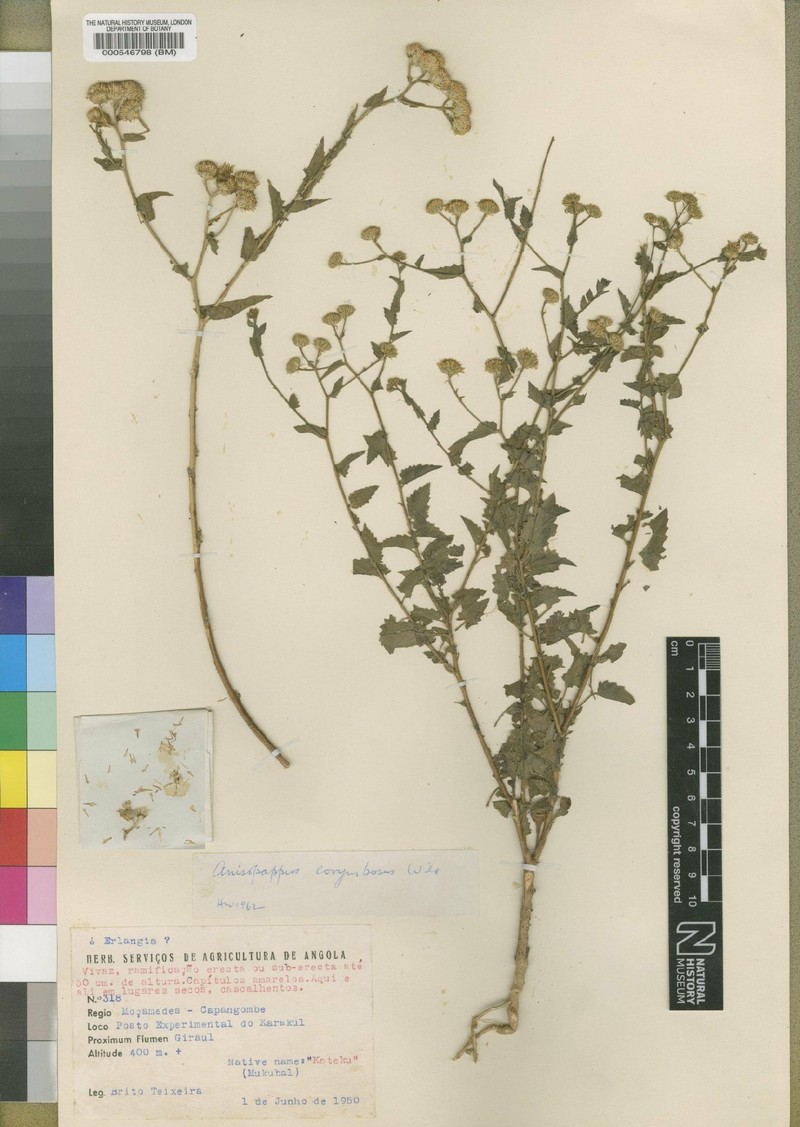 Anisopappus corymbosus photo 2