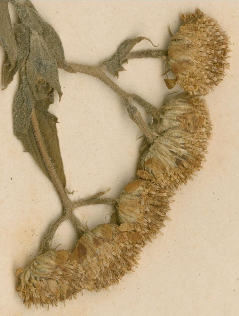 Anisopappus corymbosus