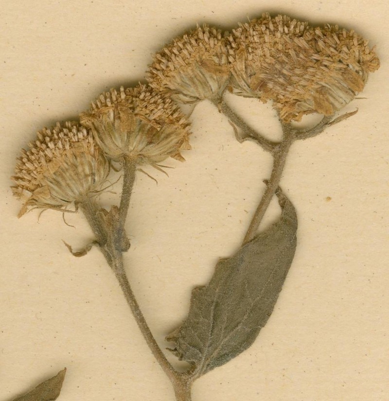 Anisopappus corymbosus photo 3