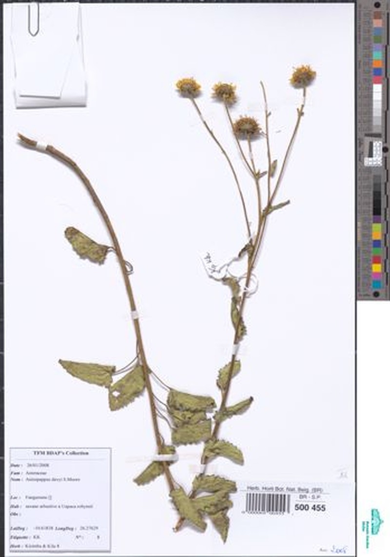 Anisopappus davyi