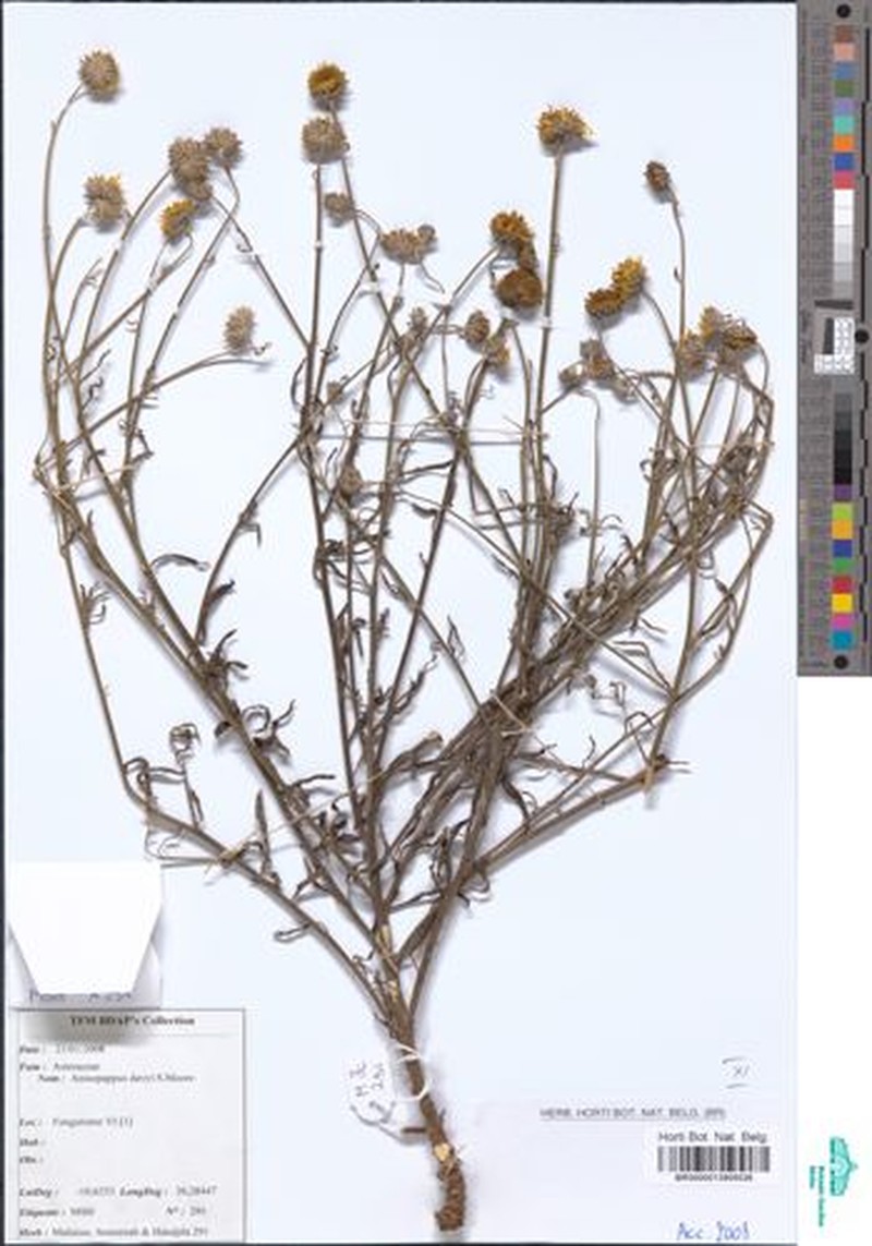 Anisopappus davyi photo 2