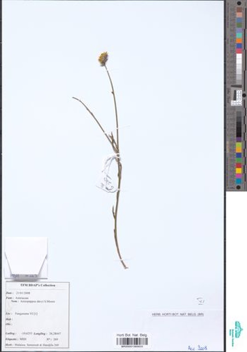 Anisopappus davyi photo 3