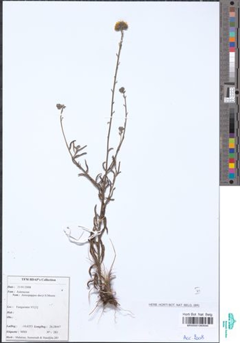 Anisopappus davyi photo 4