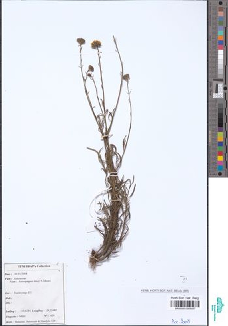 Anisopappus davyi photo 5