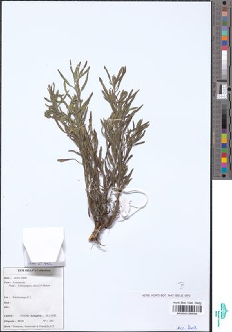 Anisopappus davyi photo 6
