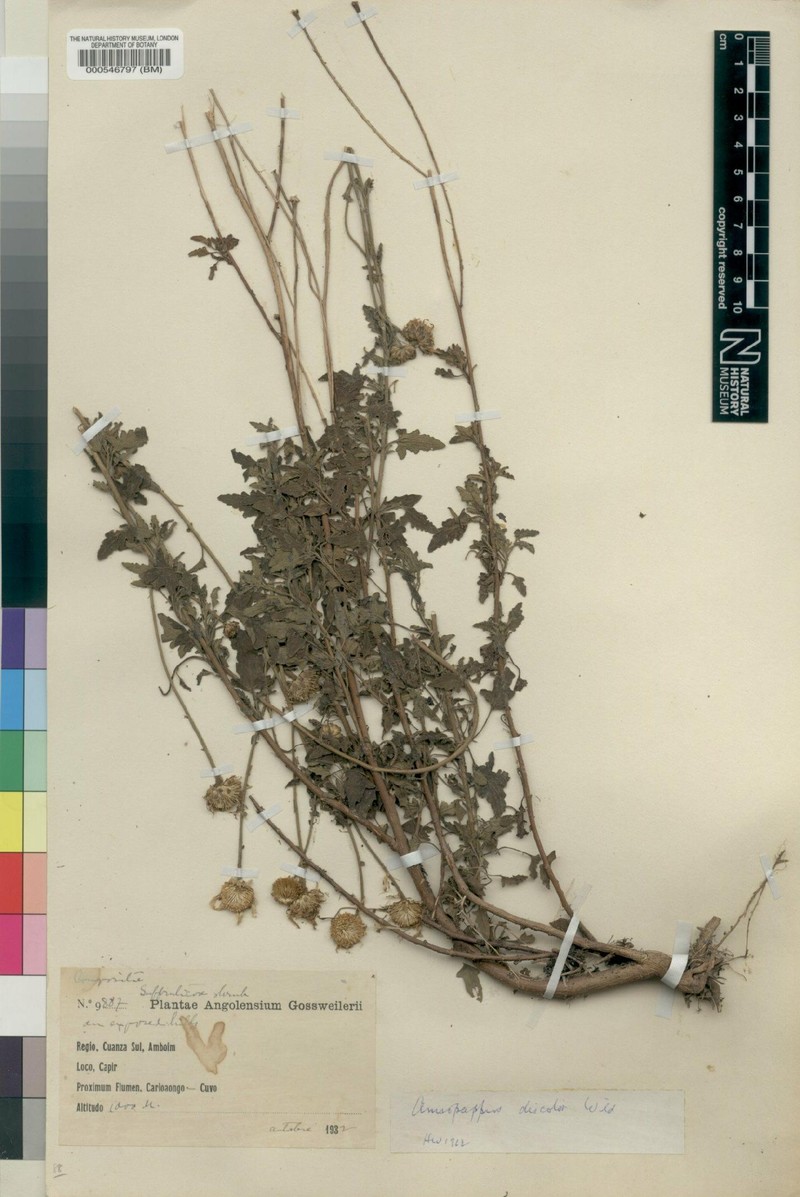Anisopappus discolor photo 2