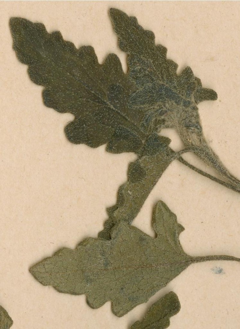 Anisopappus discolor