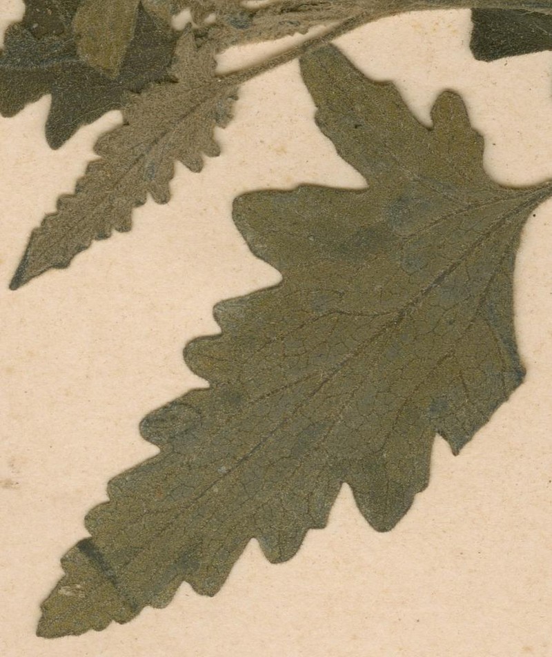 Anisopappus discolor photo 3