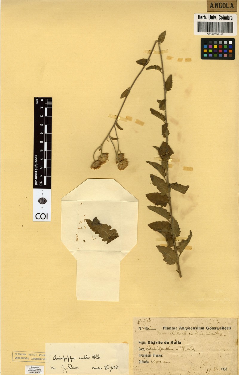 Anisopappus exellii photo 2