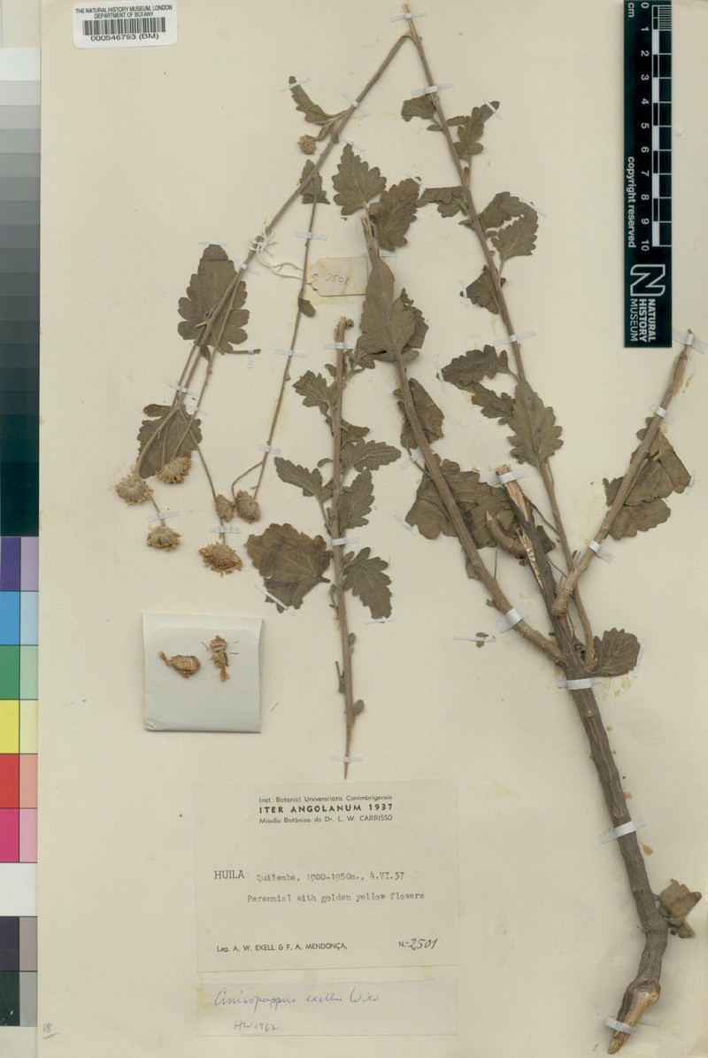 Anisopappus exellii photo 3