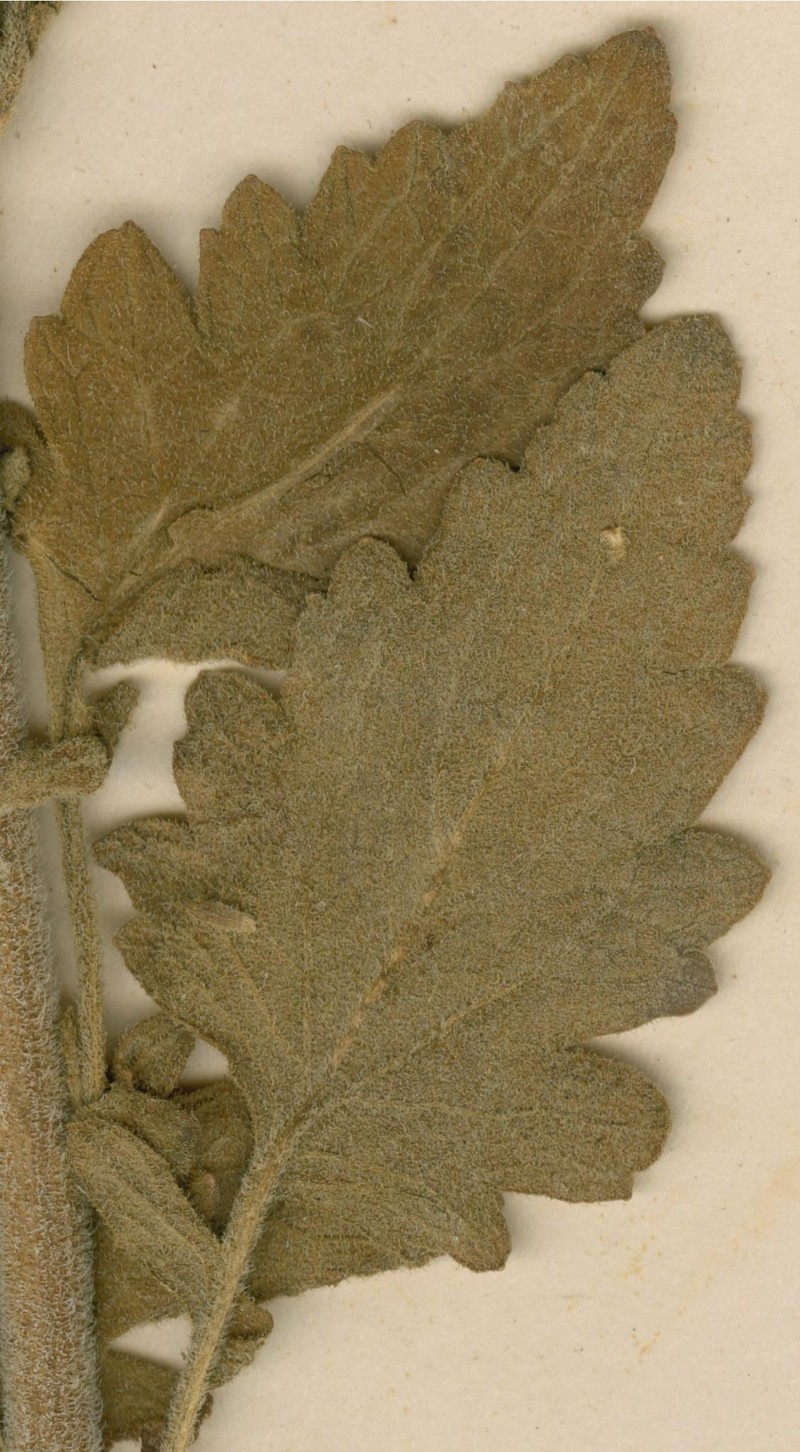 Anisopappus exellii
