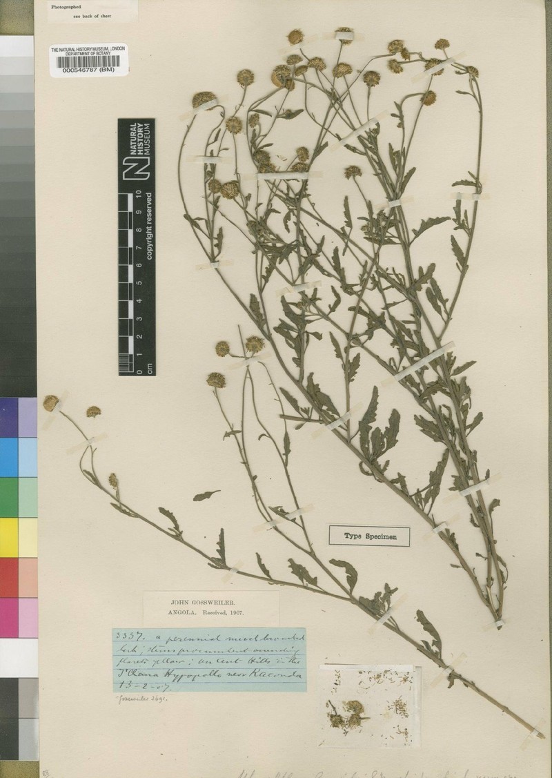 Anisopappus grangeoides