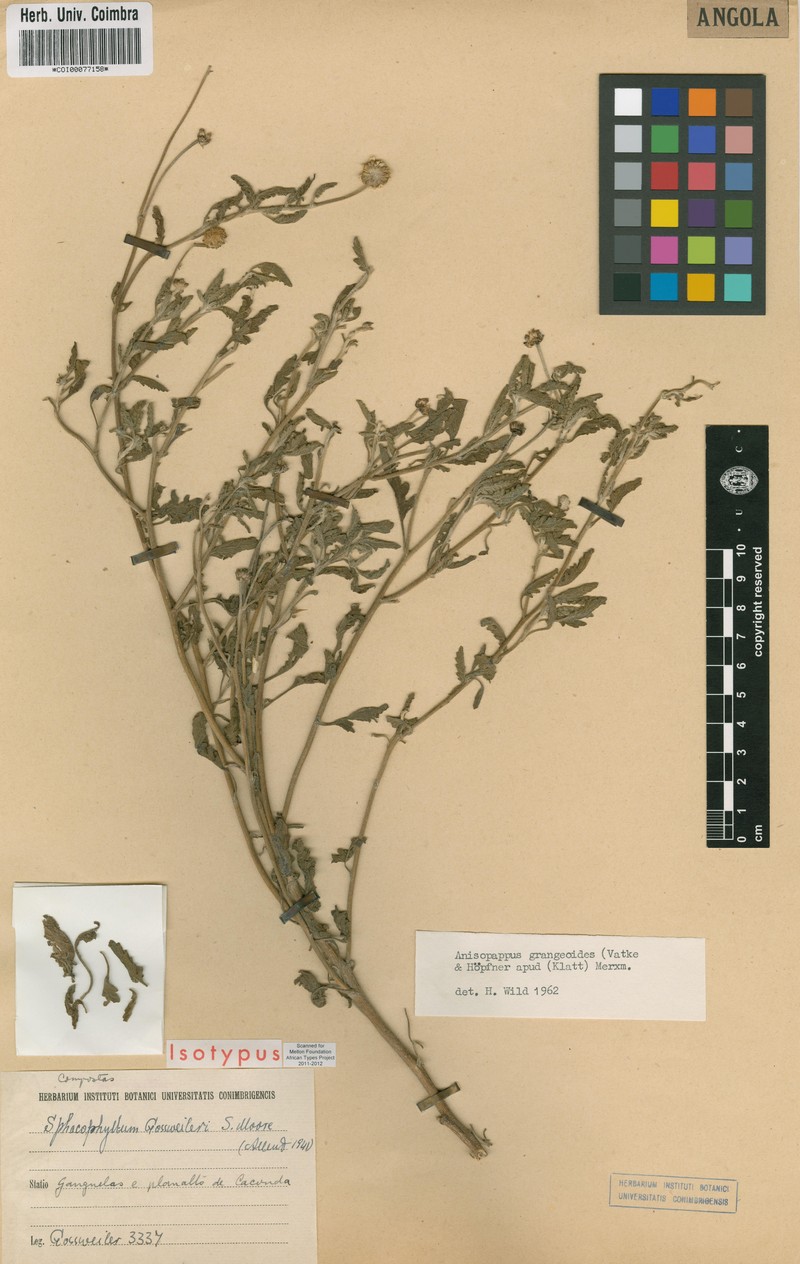 Anisopappus grangeoides photo 2