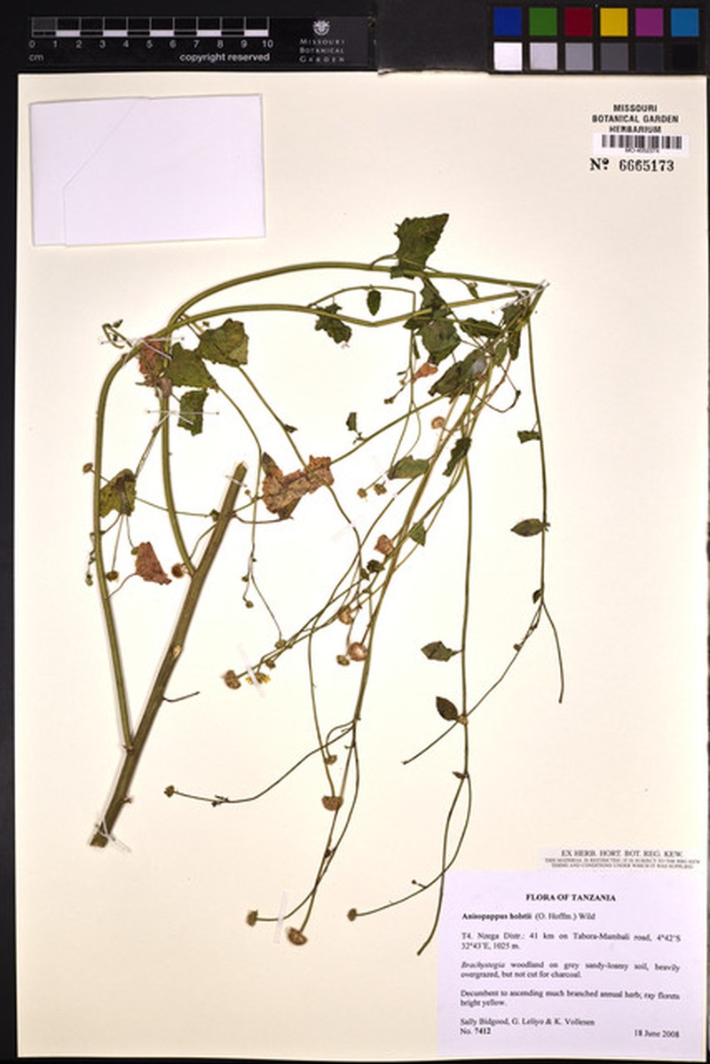 Anisopappus holstii