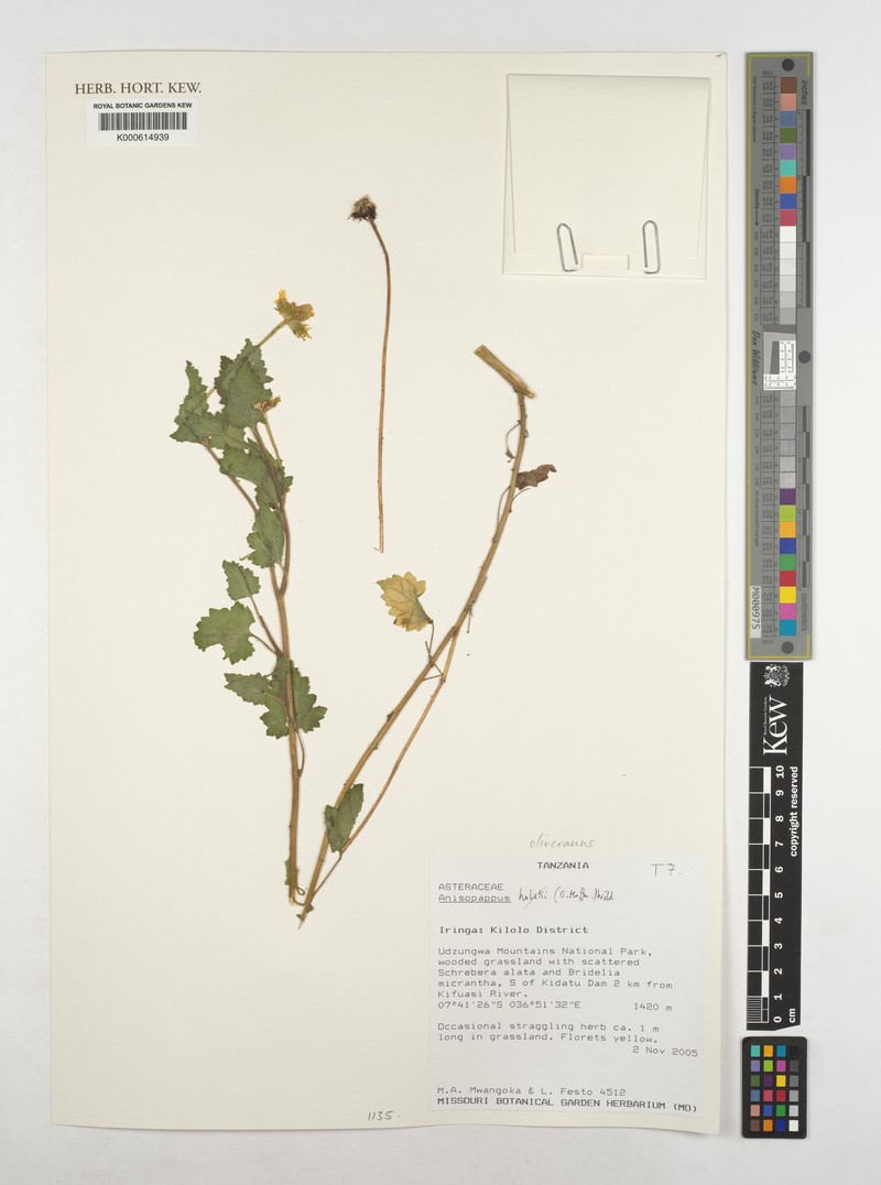 Anisopappus holstii photo 2