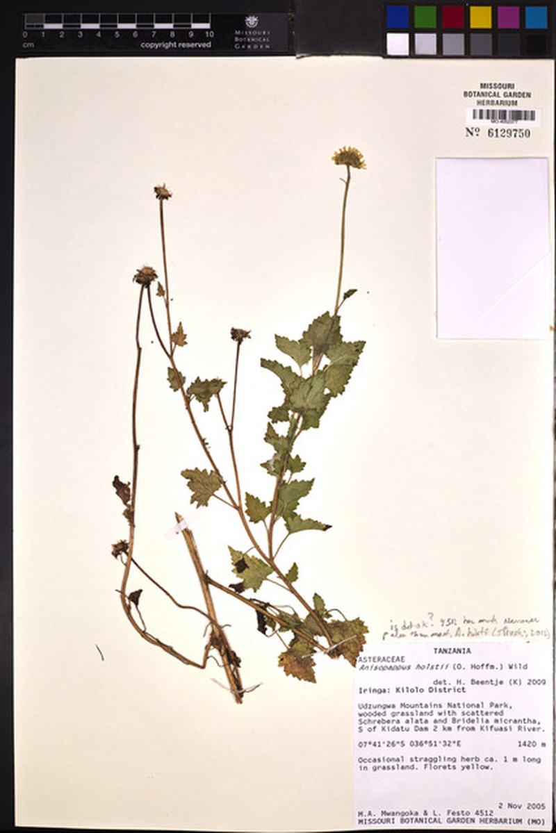 Anisopappus holstii photo 3